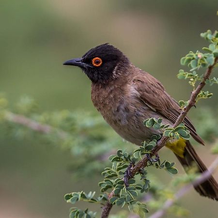 Auas Safari Lodge Windhoek Eksteriør bilde