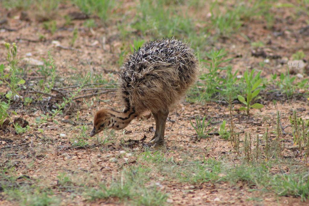 Auas Safari Lodge Windhoek Eksteriør bilde
