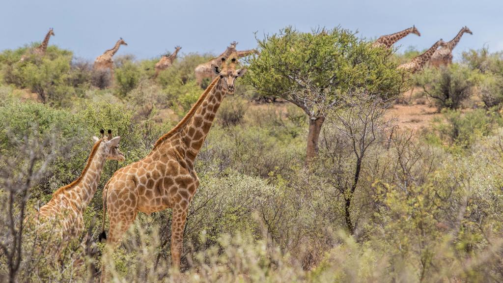 Auas Safari Lodge Windhoek Eksteriør bilde