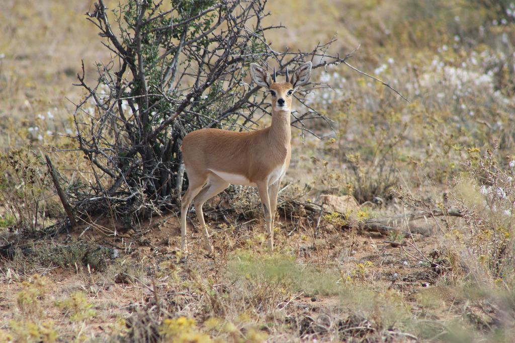 Auas Safari Lodge Windhoek Eksteriør bilde