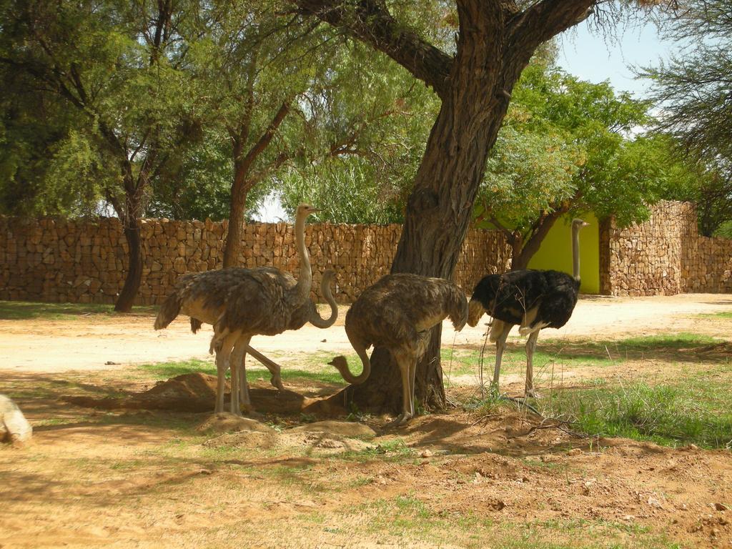 Auas Safari Lodge Windhoek Eksteriør bilde